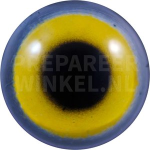 Eckschwanzsperber (Accipiter striatus)