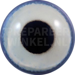 Coopers hawk (Accipiter cooperii)