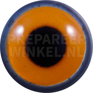 Rundschwanzsperber (Accipiter cooperii)