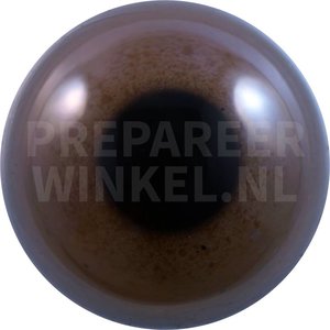 Wüstenbussard (Parabuteo unicinctus)