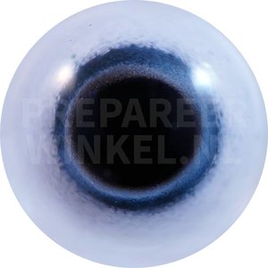 Pflaumenkopfsittich (Psittacula cyanocephala)