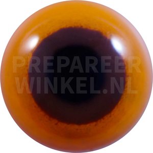 Gelbwangenamazone (Amazona autumnalis)