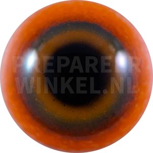 Ornate lorikeet (Trichoglossus ornatus)