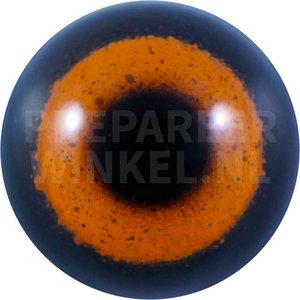 Milvus aegyptius (Milvus aegyptius)