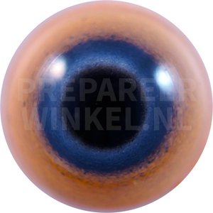 Elfenbeinsittich (Eupsittula canicularis)