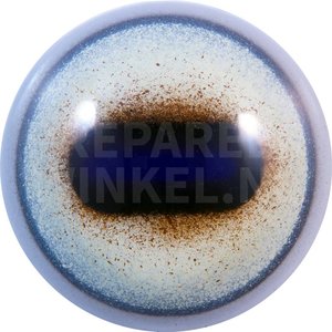 Moufflon (Ovis ammon)