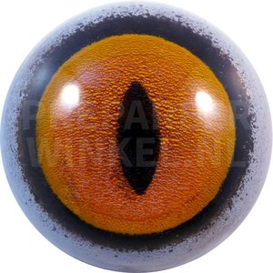 Grijze vos (Urocyon cinereoargenteus )