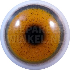 Gepard (Acinonyx jubatus)