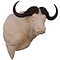 Kafferbuffel (Syncerus caffer)