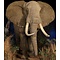 African savanna elephant (Loxodonta africana)