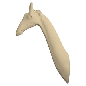 Nord-giraffe (Giraffa camelopardalis)