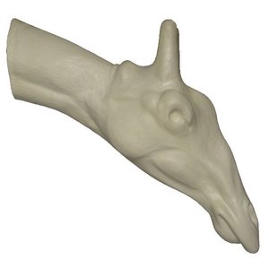 Nord-giraffe (Giraffa camelopardalis)