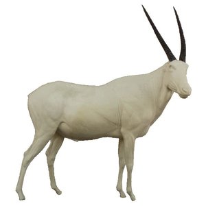 Oryx (Oryx gazella)