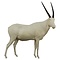 Oryx (Oryx gazella)