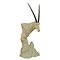 Oryxantilope (Oryx gazella)