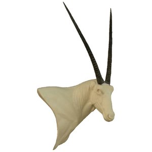 Oryxantilope (Oryx gazella)