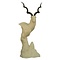 Großer Kudu (Tragelaphus strepsiceros)