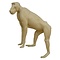 Cape baboon (Papio ursinus)