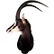 Sable antelope (Hippotragus niger)