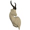 Springbock (Antidorcas marsupialis)