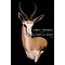 Springbock (Antidorcas marsupialis)