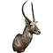 Waterbuck (Kobus ellipsiprymnus)