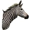 Hartmann's Bergzebra (Equus zebra hartmannae)