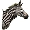 Hartmann's mountain zebra (Equus zebra hartmannae)