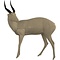 Buschbock (Tragelaphus scriptus)
