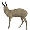 Bushbuck (Tragelaphus scriptus)