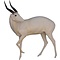 Buschbock (Tragelaphus scriptus)