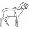 Buschbock (Tragelaphus scriptus)