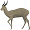 Bushbuck (Tragelaphus scriptus)