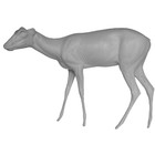 Common Duiker (Art. G-AF-GD3-L)