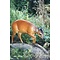 Rode duiker (Cephalophus natalensis)