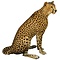 Cheetah (Acinonyx jubatus)