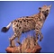 Spotted hyena (Crocuta crocuta)