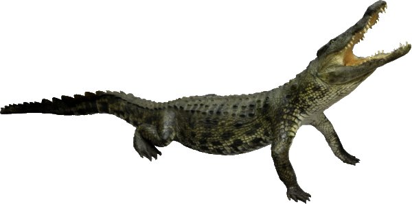 Nile crocodile Crocodylus niloticus Prepareerwinkel