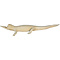 Nilkrokodil (Crocodylus niloticus)