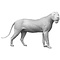 Leeuw (Panthera leo)
