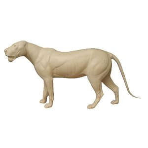 Lion (Panthera leo)