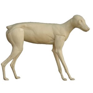 Schabrackenschakal (Canis Mesomelas)