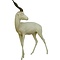 Springbock (Antidorcas marsupialis)