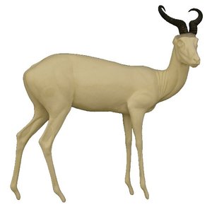 Springbock (Antidorcas marsupialis)