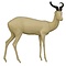 Springbock (Antidorcas marsupialis)