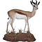 Springbock (Antidorcas marsupialis)