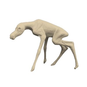 Elch (Alces alces)