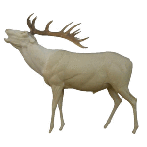 Edelhert (Cervus elaphus)