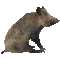 Wild boar (Sus scrofa)