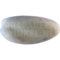 Witwangfluiteend (Dendrocygna viduata)